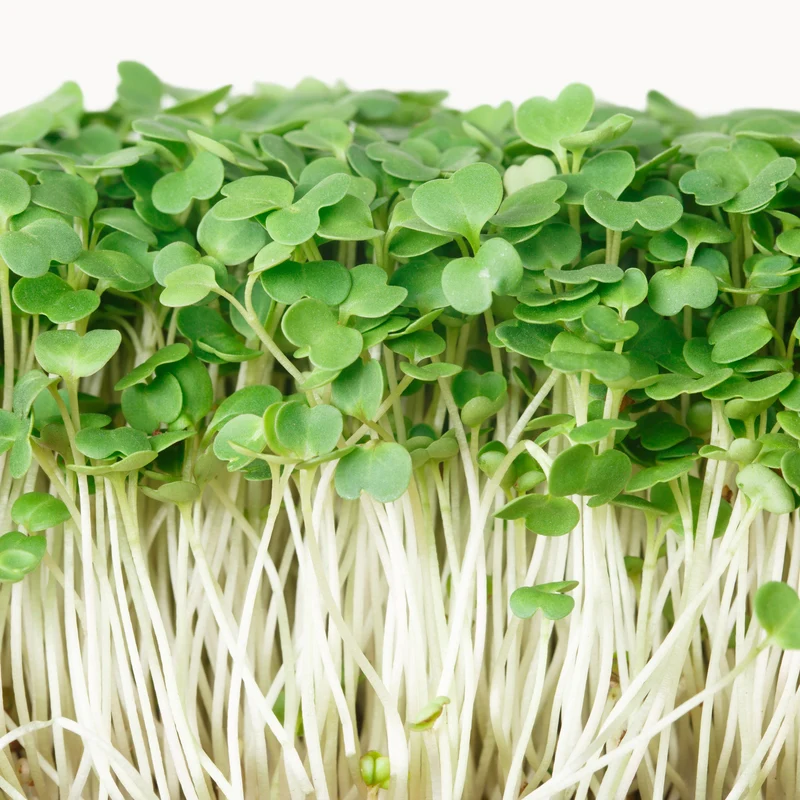 Germe de roquette bio ( Eruca sativa )