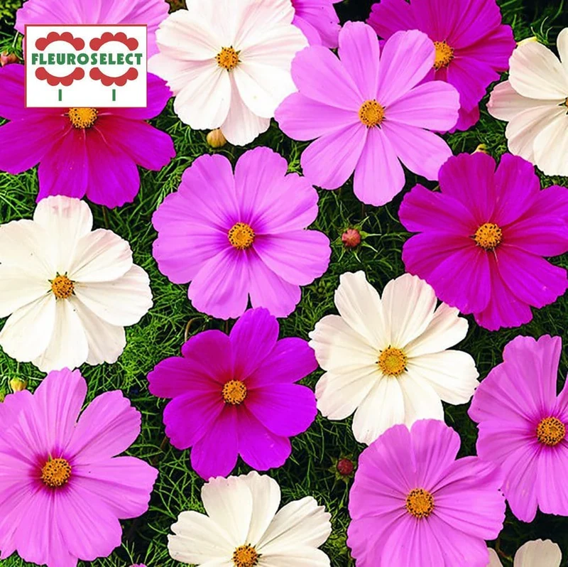 Cosmos mélange ( Cosmos bipinnatus ‘Sonata’)