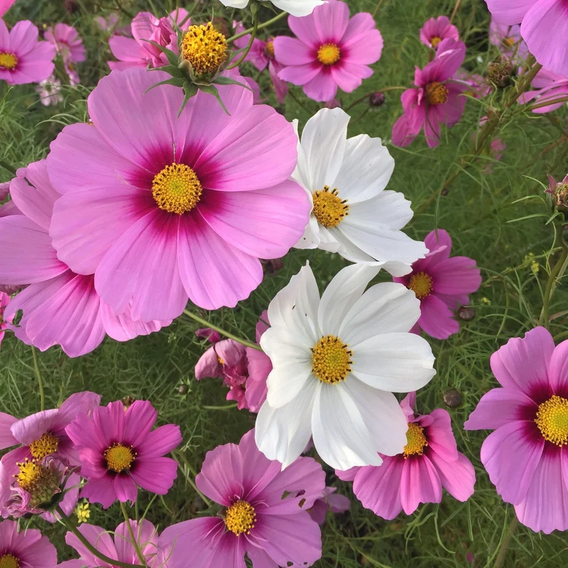 Cosmos mélange ( Cosmos bipinnatus ‘Sonata’)