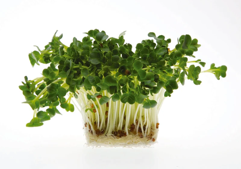 Germe de radis daikon bio ( Raphanus sativus var. longipinnatus )