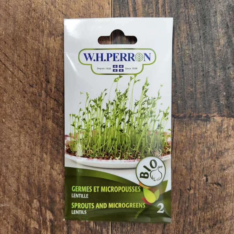 Germe de lentille bio ( Lens culinaris )