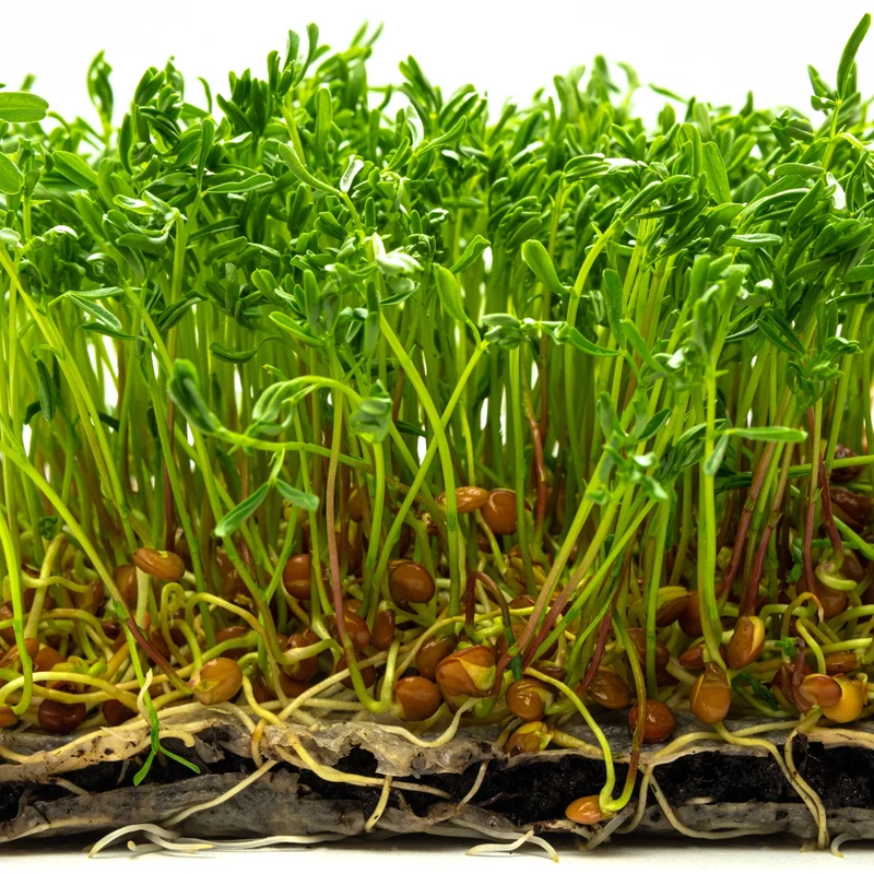 Germe de lentille bio ( Lens culinaris )