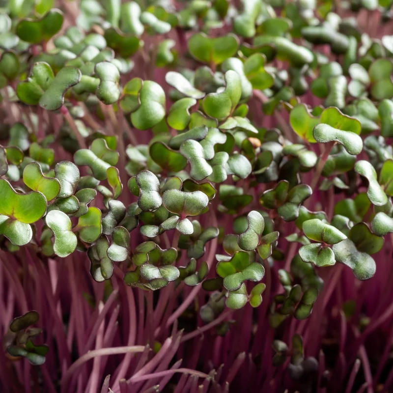 Germe de chou rouge ( Brassica oleracea var. capitata f. rubra )