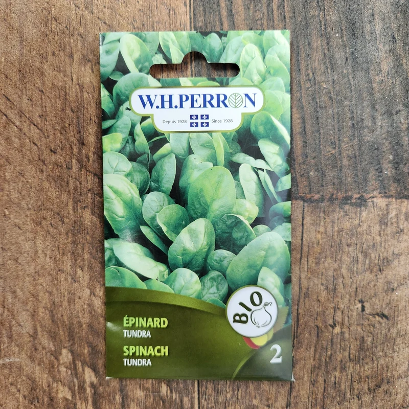 Épinard bio ( Spinacia oleracea ‘Tundra’)