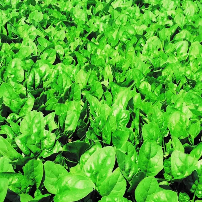 Épinard bio ( Spinacia oleracea ‘Tundra’)