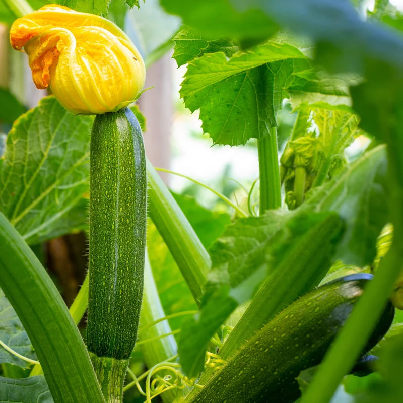 Zucchini vert bio ( Cucurbita pepo )