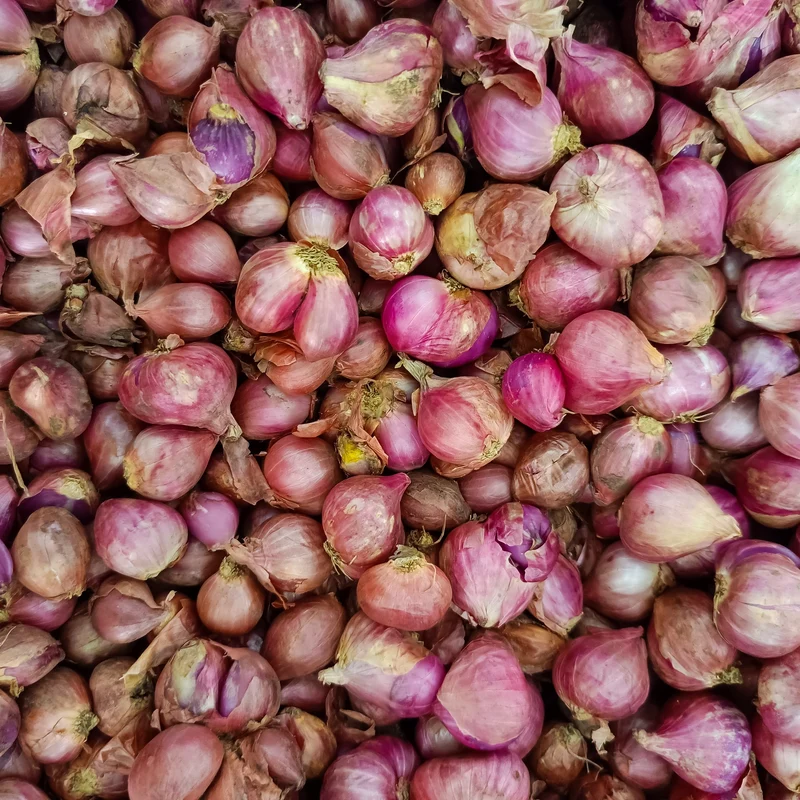 Échalote française ( Allium cepa var. aggregatum ‘Rose’)