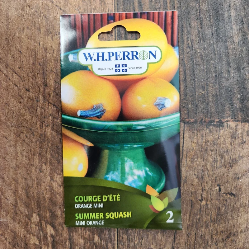 Courge ( Cucurbita pepo ‘Spaghetti Orange Mini’)