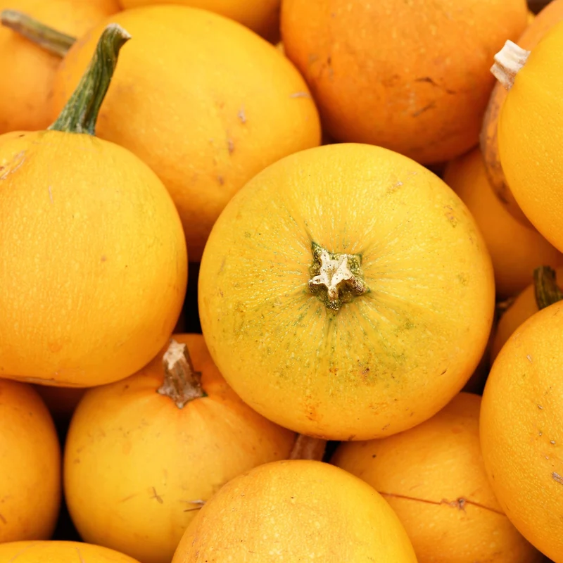 Courge ( Cucurbita pepo ‘Spaghetti Orange Mini’)