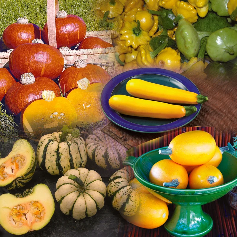 Courge mélange pour potager ( Cucurbita spp. )