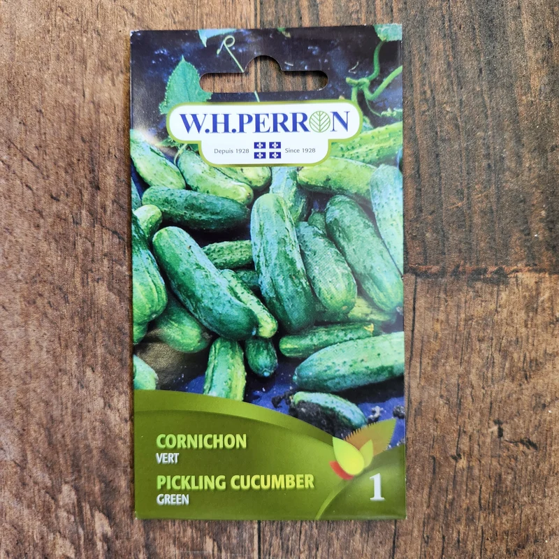Concombre à cornichon vert ( Cucumis sativus )