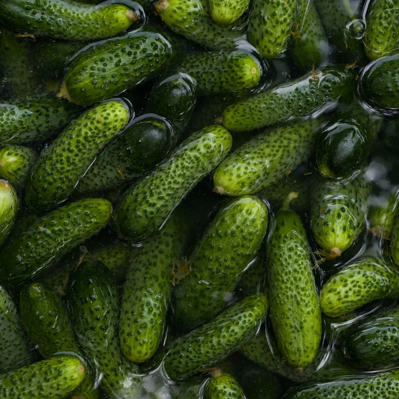 Concombre à cornichon vert ( Cucumis sativus )