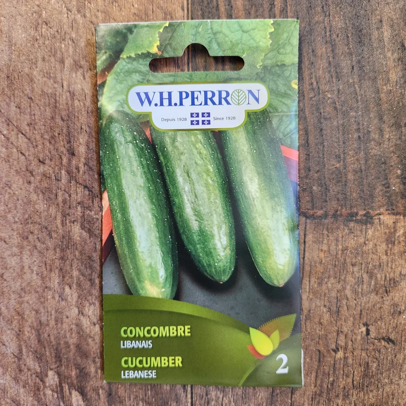 Concombre libanais ( Cucumis sativus )