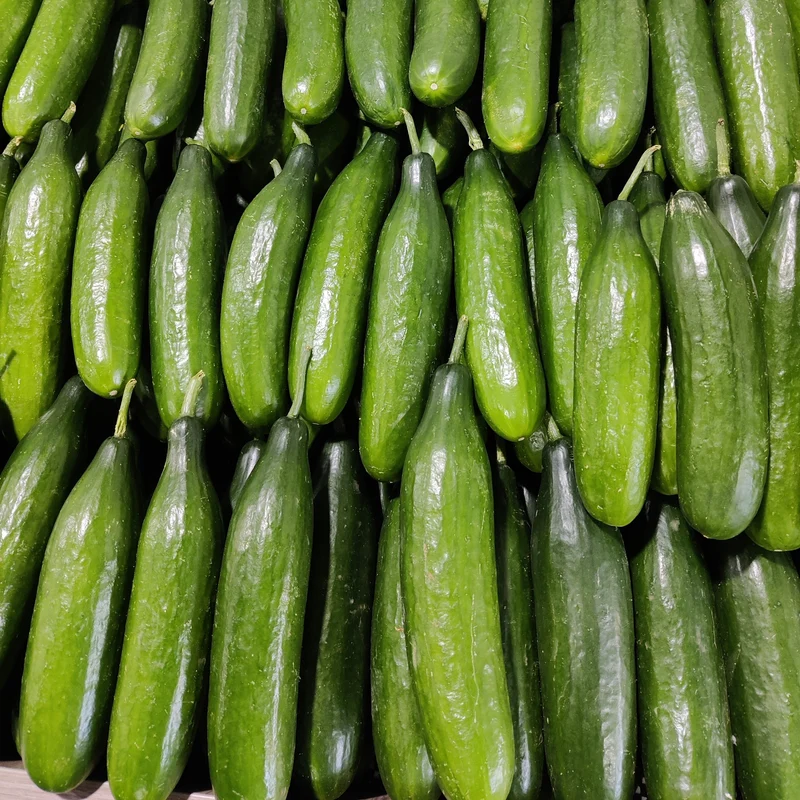 Concombre libanais ( Cucumis sativus )
