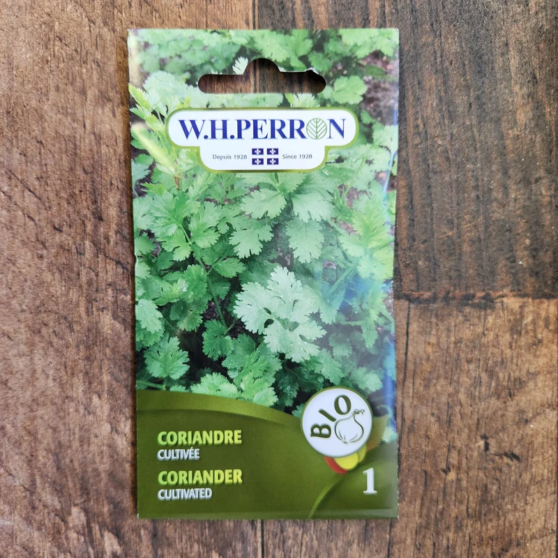 Coriandre cultivée bio ( Coriandrum sativum )