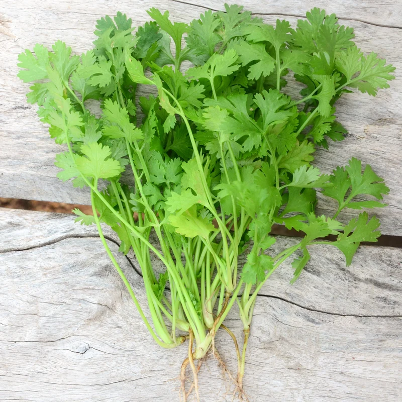 Coriandre cultivée bio ( Coriandrum sativum )