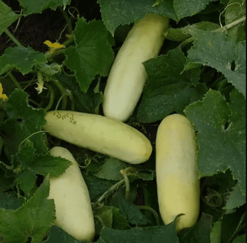 Concombre blanc ( Cucumis sativus ‘Martini’)