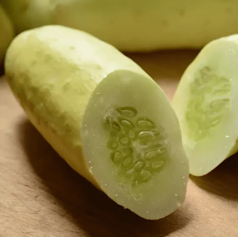 Concombre blanc ( Cucumis sativus ‘Martini’)