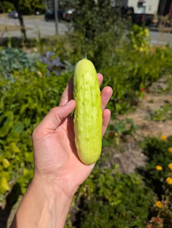 Concombre blanc ( Cucumis sativus ‘Martini’)