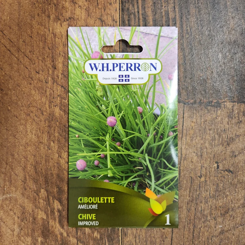 Ciboulette améliorée ( Allium schoenoprasum )