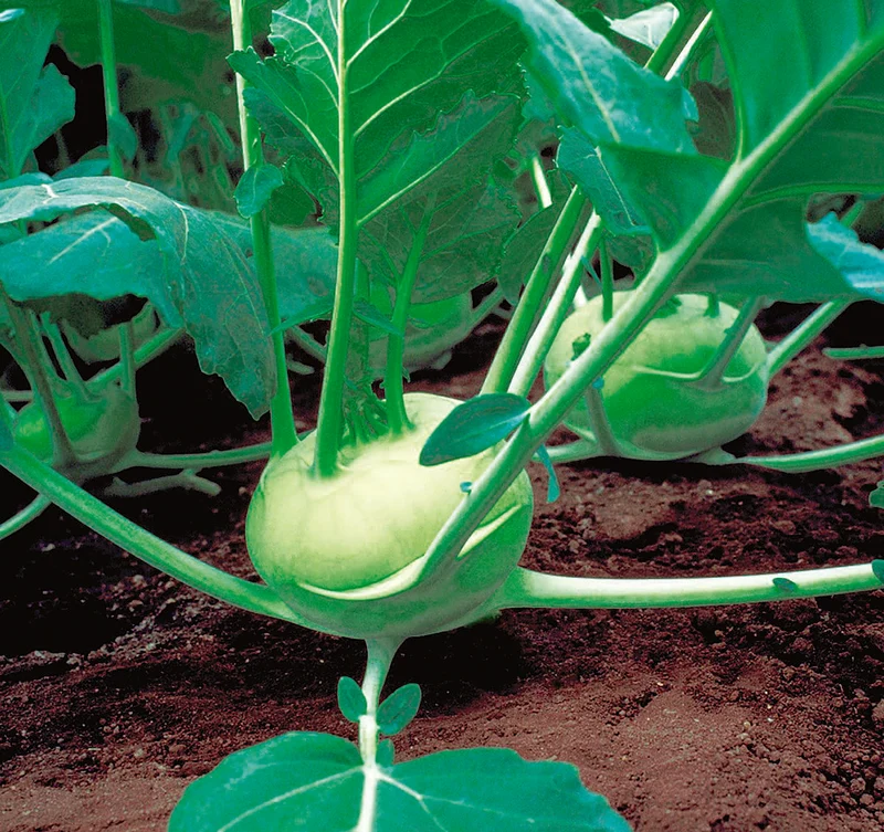 Chou-rave ( Brassica oleracea var. gongylodes ‘Quickstar’)