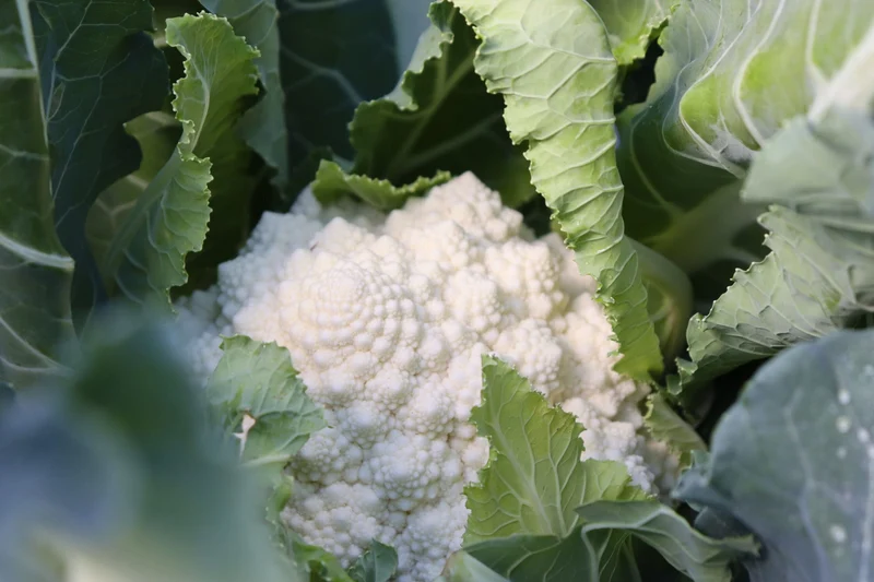Chou-fleur romanesco ( Brassica oleracea var. botrytis ‘Whitaker’)