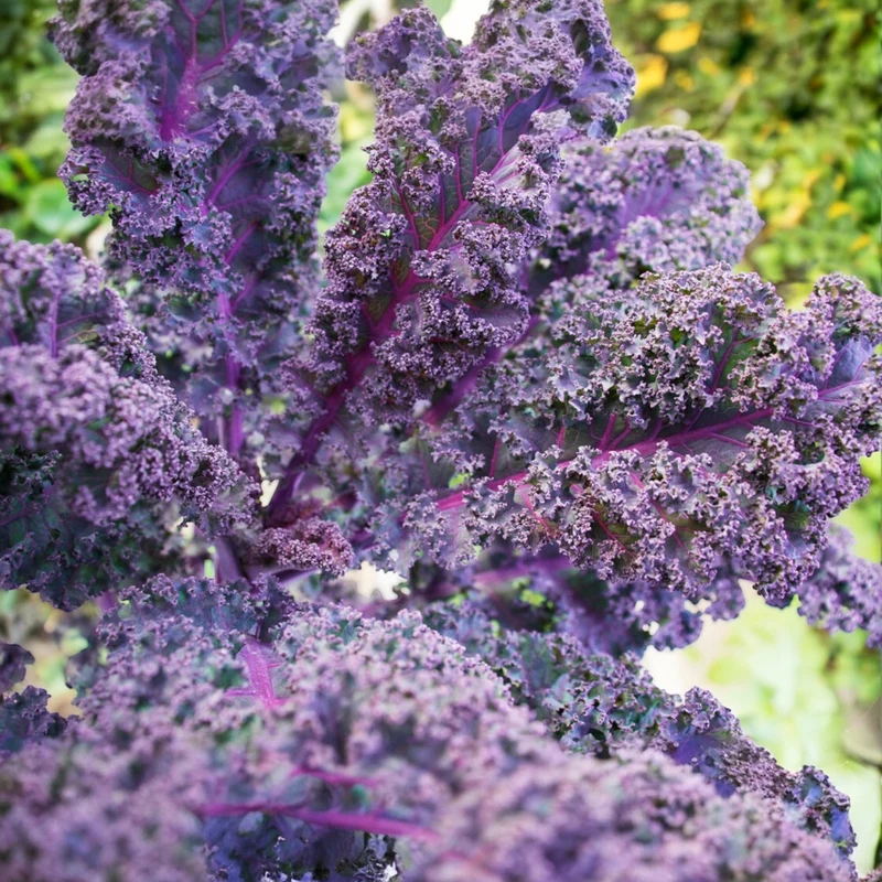 Chou frisé ( Brassica oleracea var. sabellica ‘Scarlet’)