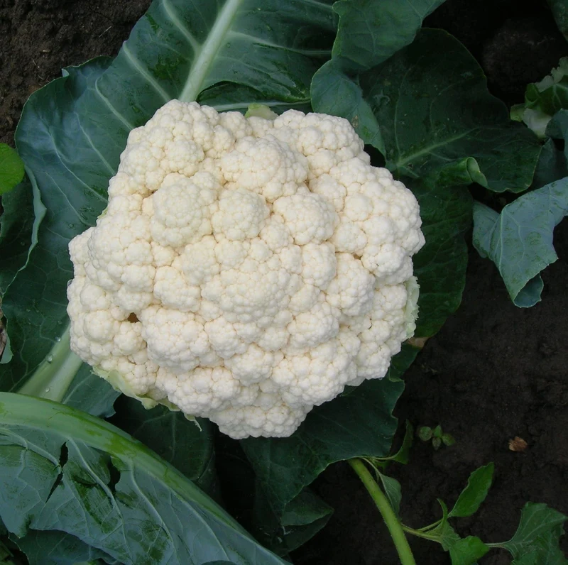 Chou-fleur blanc ( Brassica oleracea var. botrytis ‘Minuteman’)