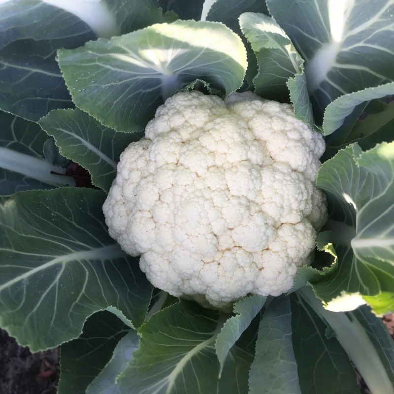 Chou-fleur blanc ( Brassica oleracea var. botrytis ‘Minuteman’)