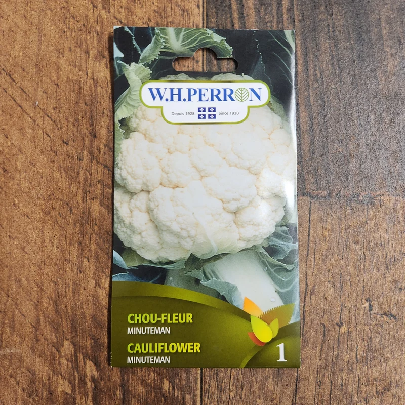 Chou-fleur blanc ( Brassica oleracea var. botrytis ‘Minuteman’)