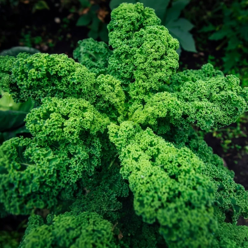 Chou frisé ( Brassica oleracea var. sabellica ‘Rogue’)