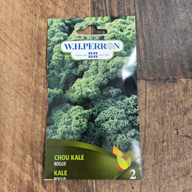 Chou frisé ( Brassica oleracea var. sabellica ‘Rogue’)
