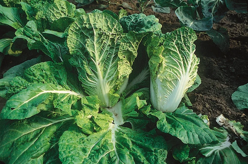Chou chinois bio ( Brassica rapa subsp. pekinensis ‘Bilko’)