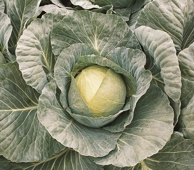Chou d'été ( Brassica oleracea var. capitata ‘Bronco’)