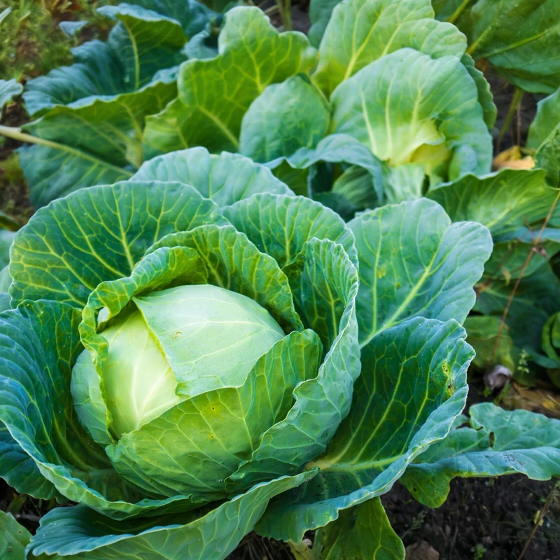 Chou d'été ( Brassica oleracea var. capitata ‘Bronco’)