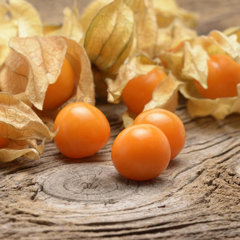 Cerise de terre ( Physalis pruinosa )
