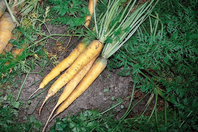 Carotte jaune bio ( Daucus carota ‘Yellowstone’)