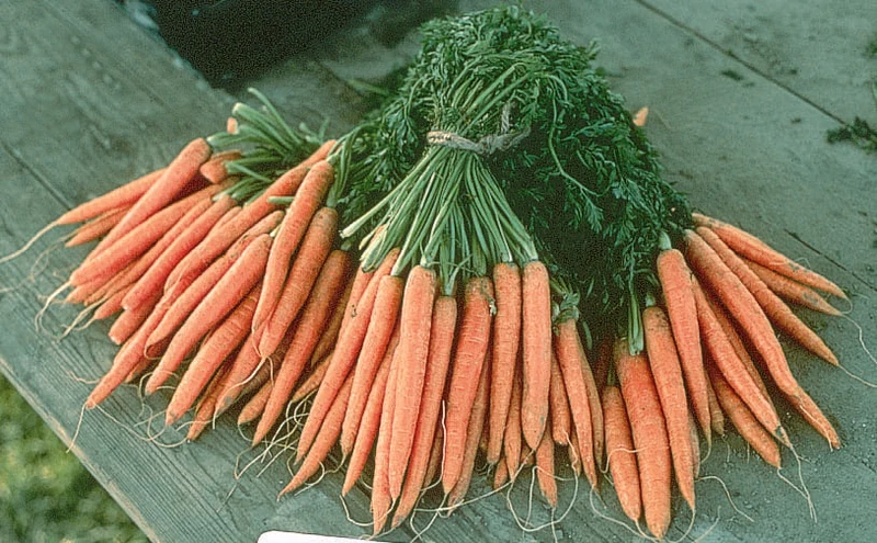 Carotte bio ( Daucus carota ‘Napoli’)
