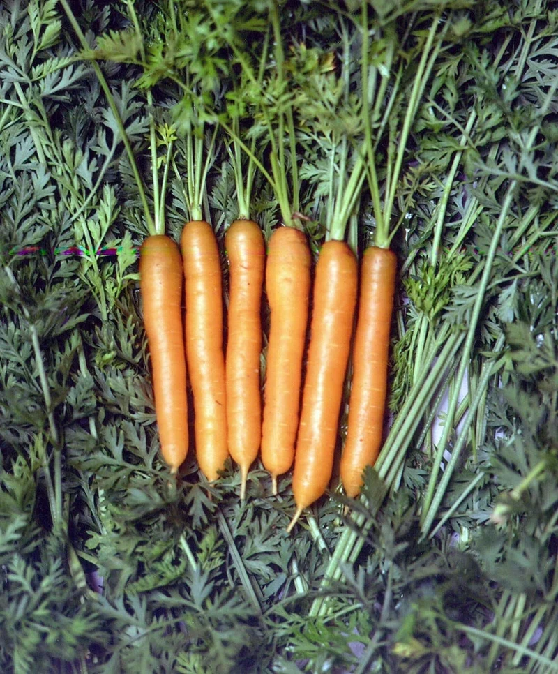 Carotte bio ( Daucus carota ‘Little finger’)