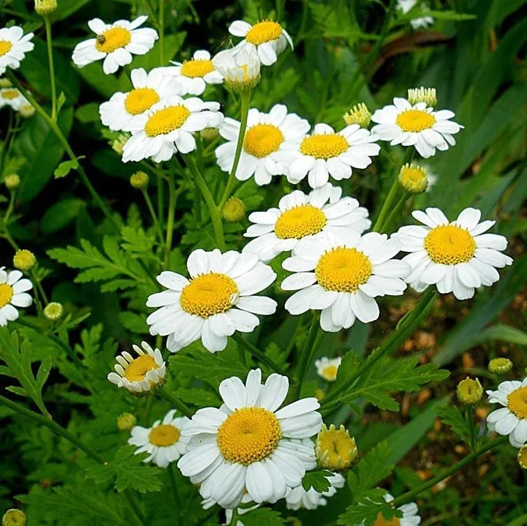 Camomille ( Matricaria chamomilla ‘Ordinaire’)