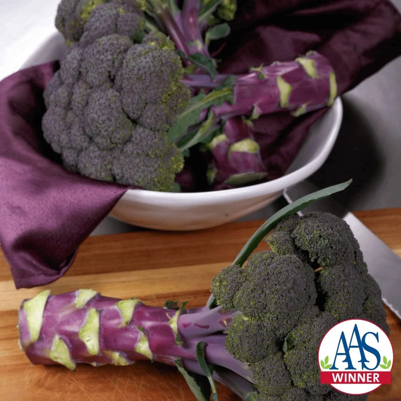 Brocoli ( Brassica oleracea var. italica ‘Purple Magic’)