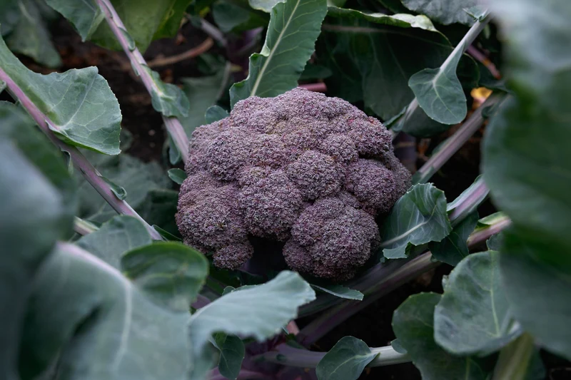 Brocoli ( Brassica oleracea var. italica ‘Purple Magic’)