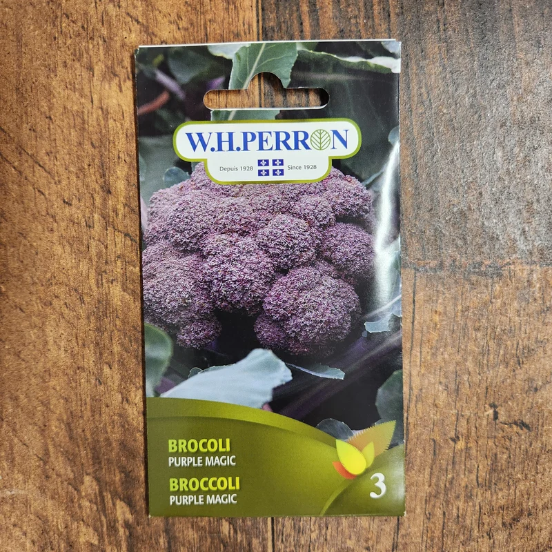 Brocoli ( Brassica oleracea var. italica ‘Purple Magic’)