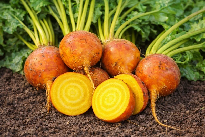Betterave jaune bio ( Beta vulgaris )