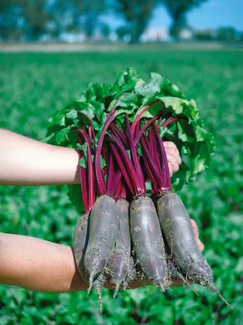 Betterave ( Beta vulgaris ‘Taunus’)