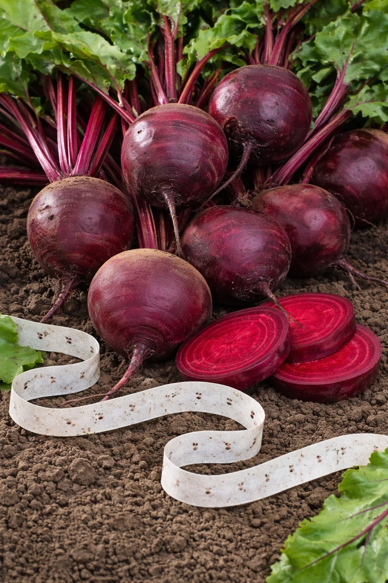 Betterave sur ruban ( Beta vulgaris ‘Boltardy’)