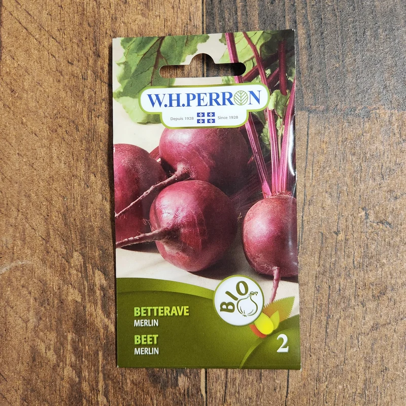 Betterave bio ( Beta vulgaris ‘Merlin’)