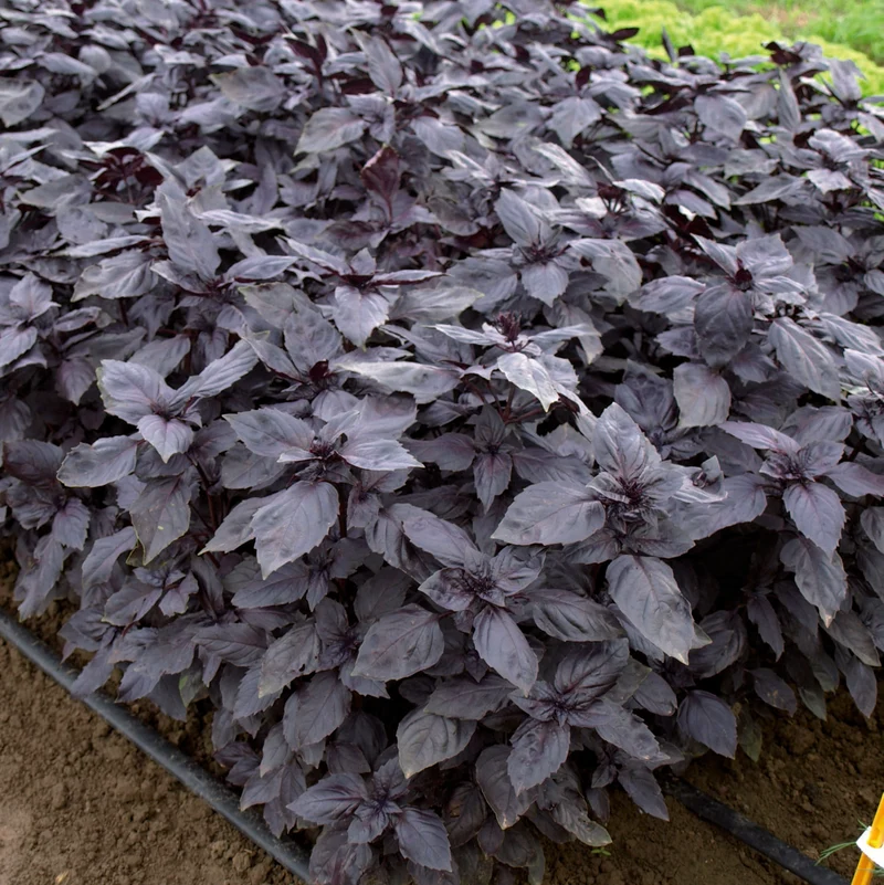Basilic bio ( Ocimum basilicum ‘Rosie’)