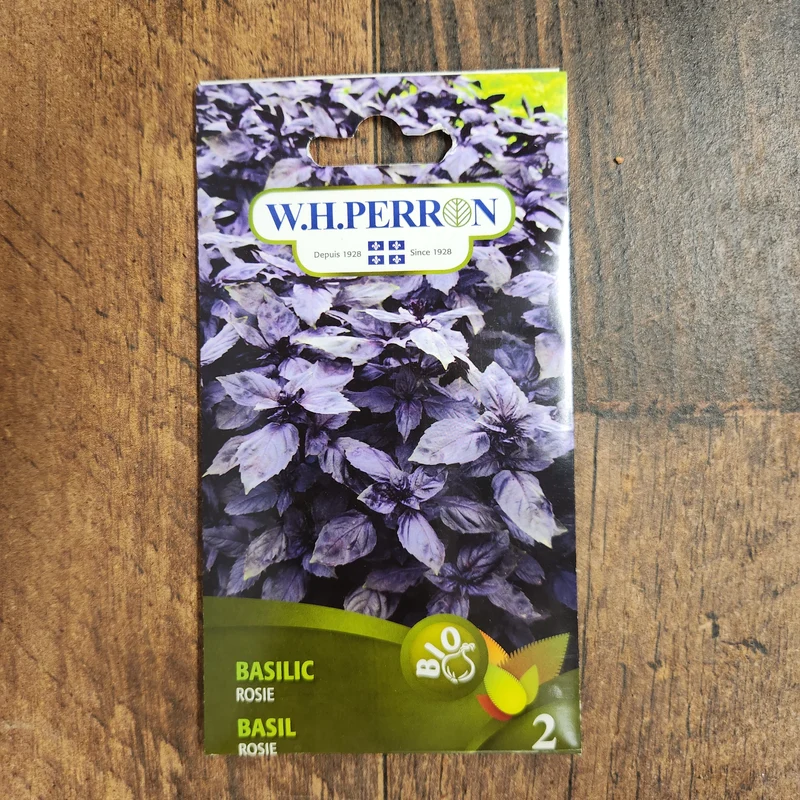 Basilic bio ( Ocimum basilicum ‘Rosie’)