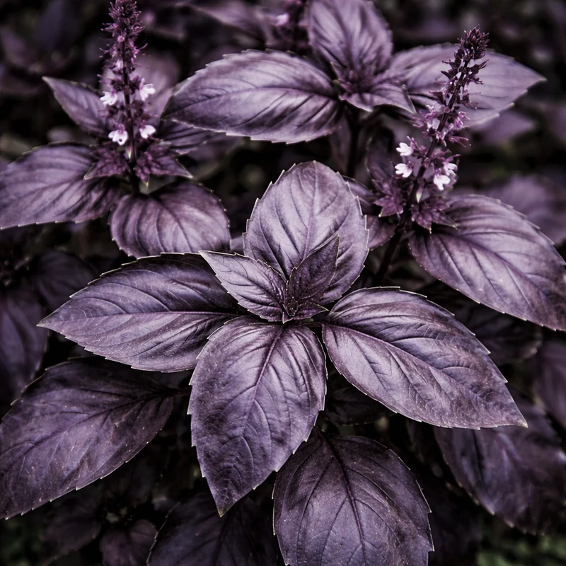 Basilic pourpre ( Ocimum basilicum )